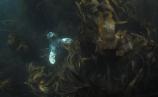 Seal - Mike Deaton - Marine Nature Reserve Ambience - 1st Place